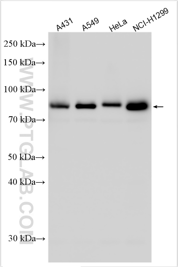 CD3EAP
