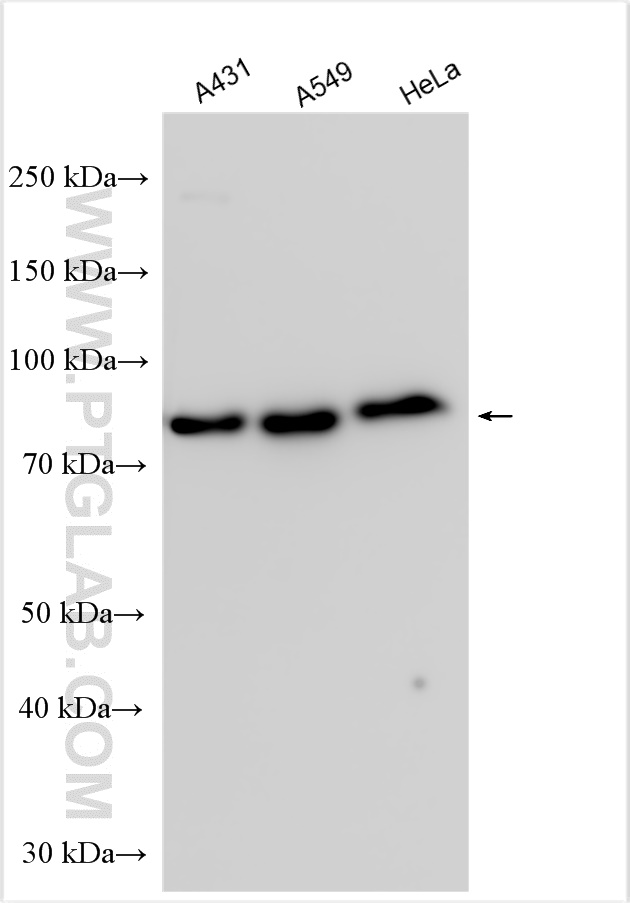 WB analysis using 31162-1-AP