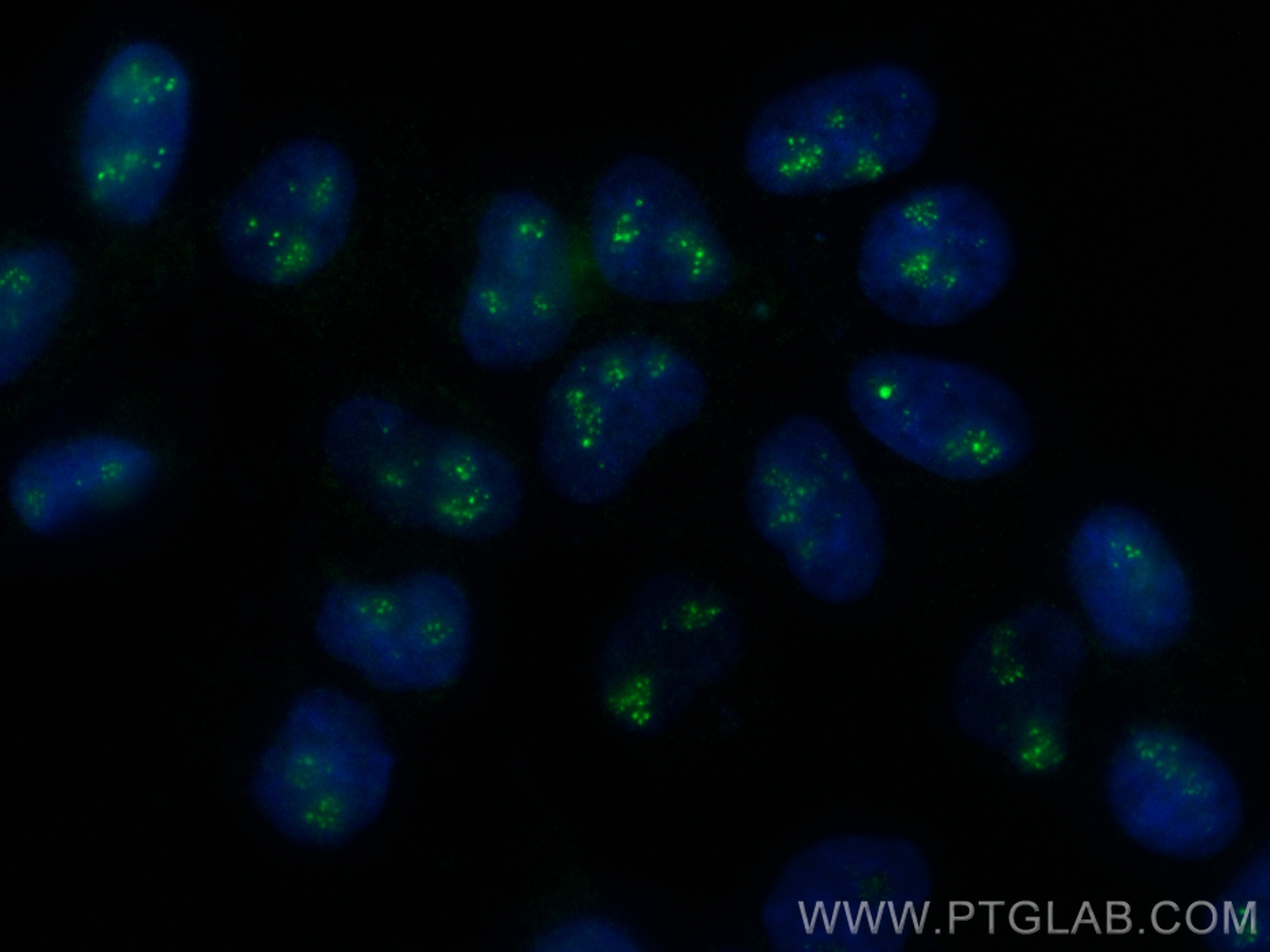 CD3EAP