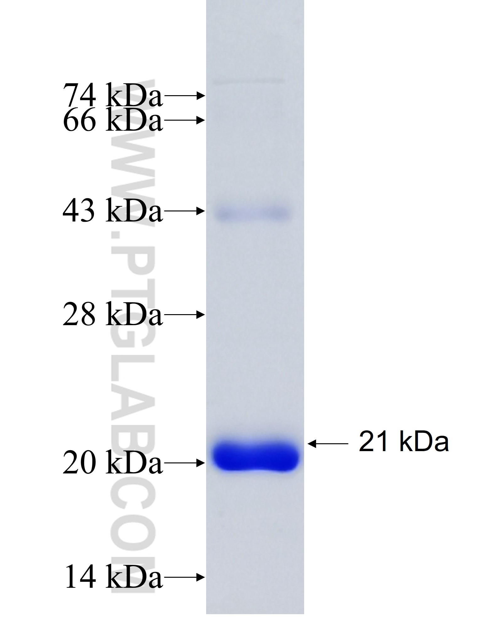 CD3EAP fusion protein Ag35167 SDS-PAGE