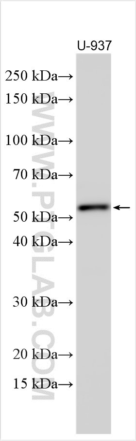 WB analysis using 19068-1-AP