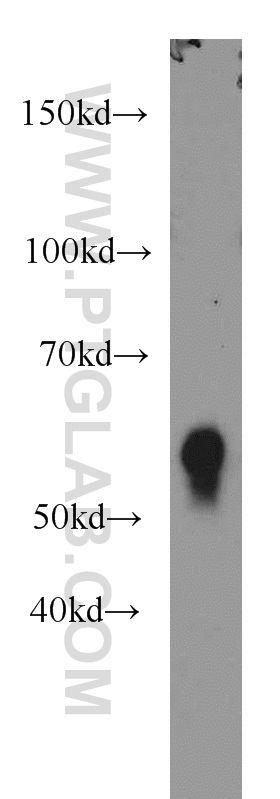 CD4 Polyclonal antibody