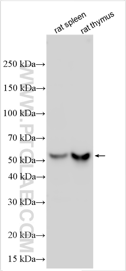 WB analysis using 32406-1-AP