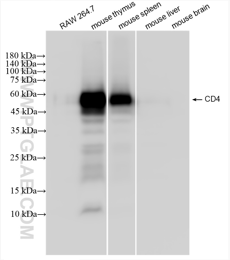 WB analysis using 86300-3-RR
