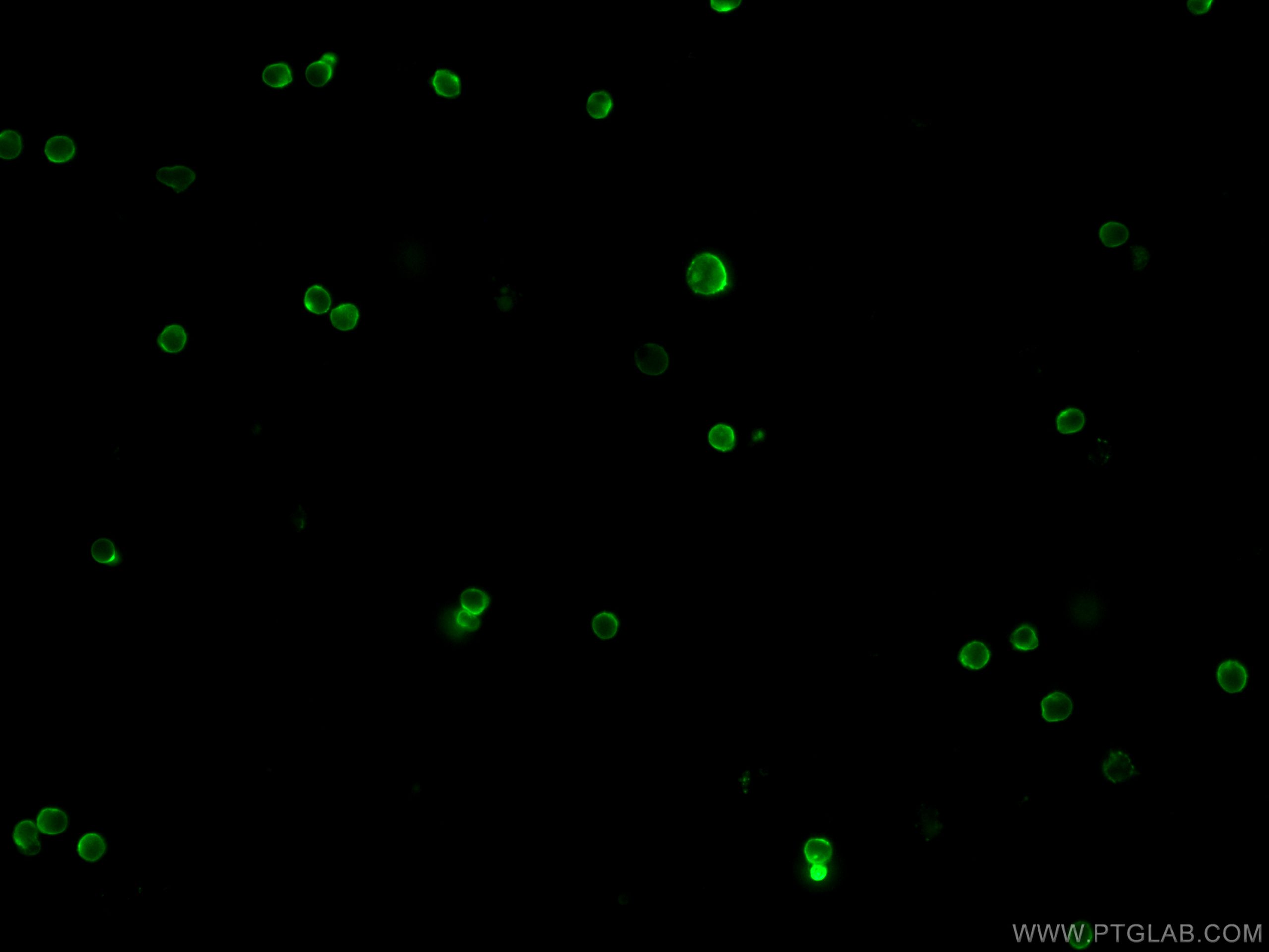 IF Staining of mouse splenocytes using CL488-65141
