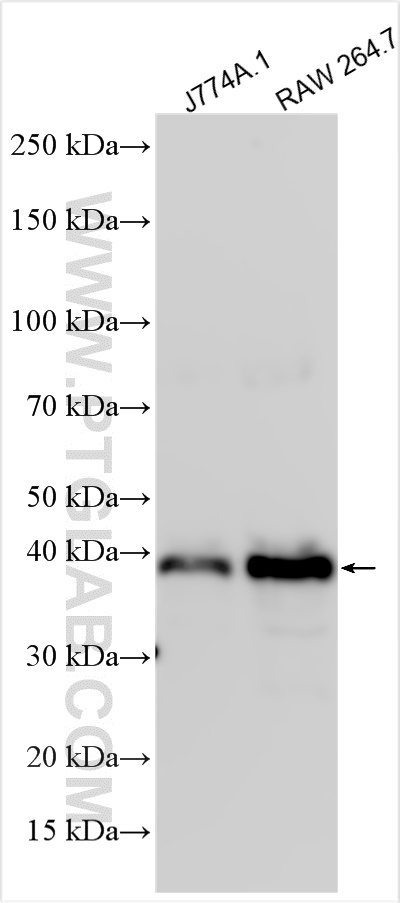 WB analysis using 31446-1-AP