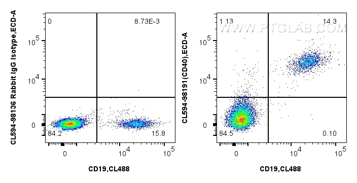 1x10^6 human PBMCs were surface stained with CoraLite® Plus 488 Anti-Human CD19 (4G7) Mouse IgG2a Recombinant Antibody (<a class='green' href='/productredirect?CatalogNo=CL488-65562' target='_blank'>CL488-65562</a>, Clone: 4G7), and 5 ul CoraLite®594 Anti-Human CD40 Rabbit RecAb (CL594-98191, Clone: 241760A9) or CoraLite®594 Rabbit IgG Isotype Control RecAb (<a class='green' href='/productredirect?CatalogNo=CL594-98136' target='_blank'>CL594-98136</a>, Clone: 240953C9). Cells were not fixed. FC experiment of human PBMCs using CL594-98191