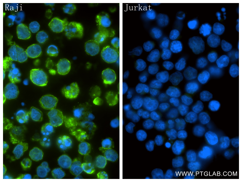 IF Staining of Raji using 84406-2-RR (same clone as 84406-2-PBS)