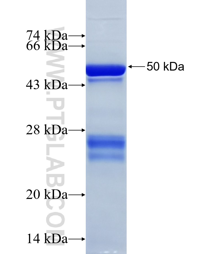 CD40L; CD154 fusion protein Ag24941 SDS-PAGE