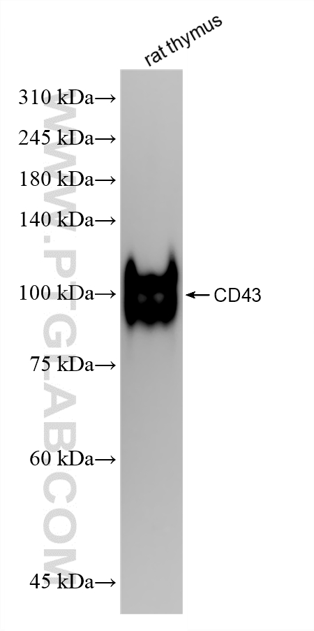 WB analysis of rat thymus using 86985-1-RR (same clone as 86985-1-PBS)