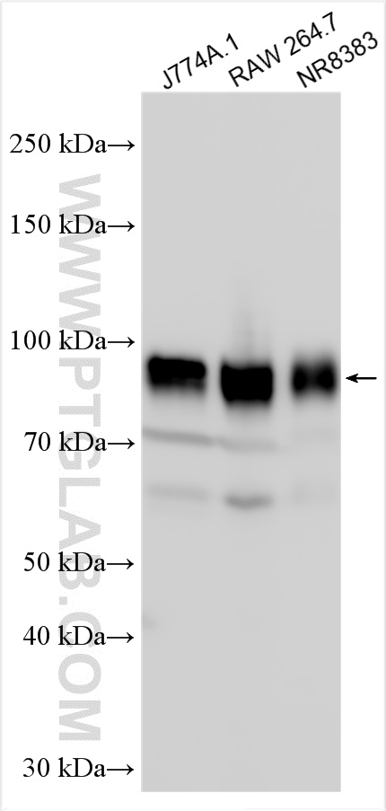 WB analysis using 30854-1-AP