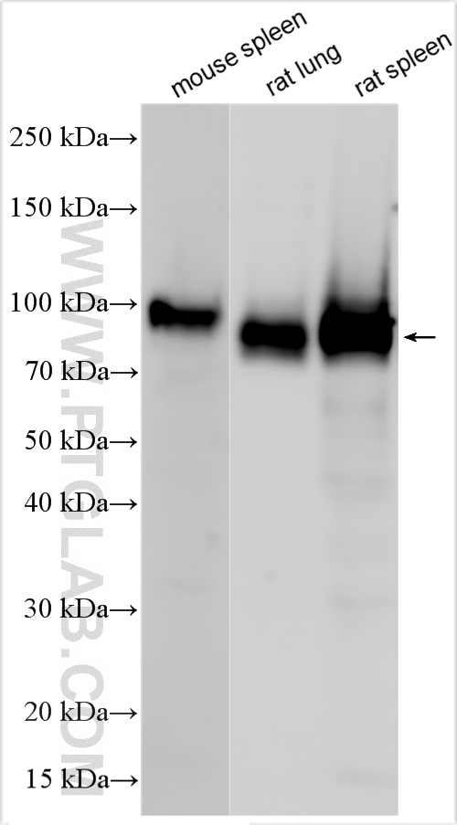 Various lysates were subjected to SDS PAGE followed by western blot with 31981-1-AP (CD44 antibody) at dilution of 1:1000 incubated at room temperature for 1.5 hours. WB analysis using 31981-1-AP