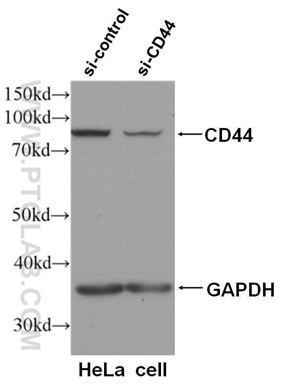 WB analysis of HeLa cells using 60224-1-Ig