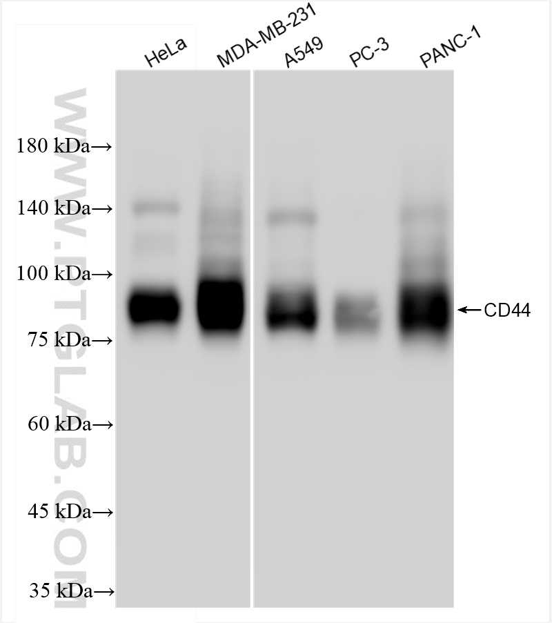 CD44
