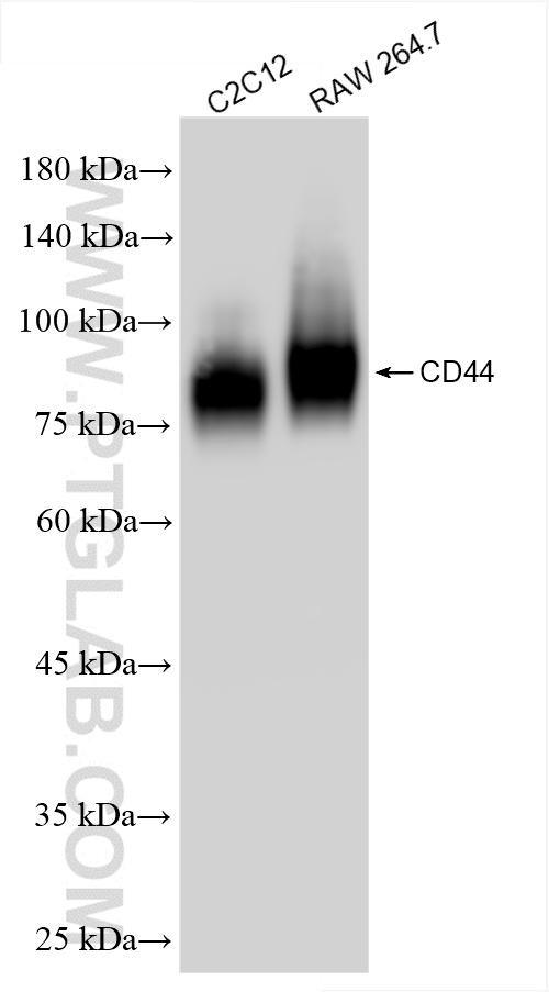 WB analysis using 85163-5-RR