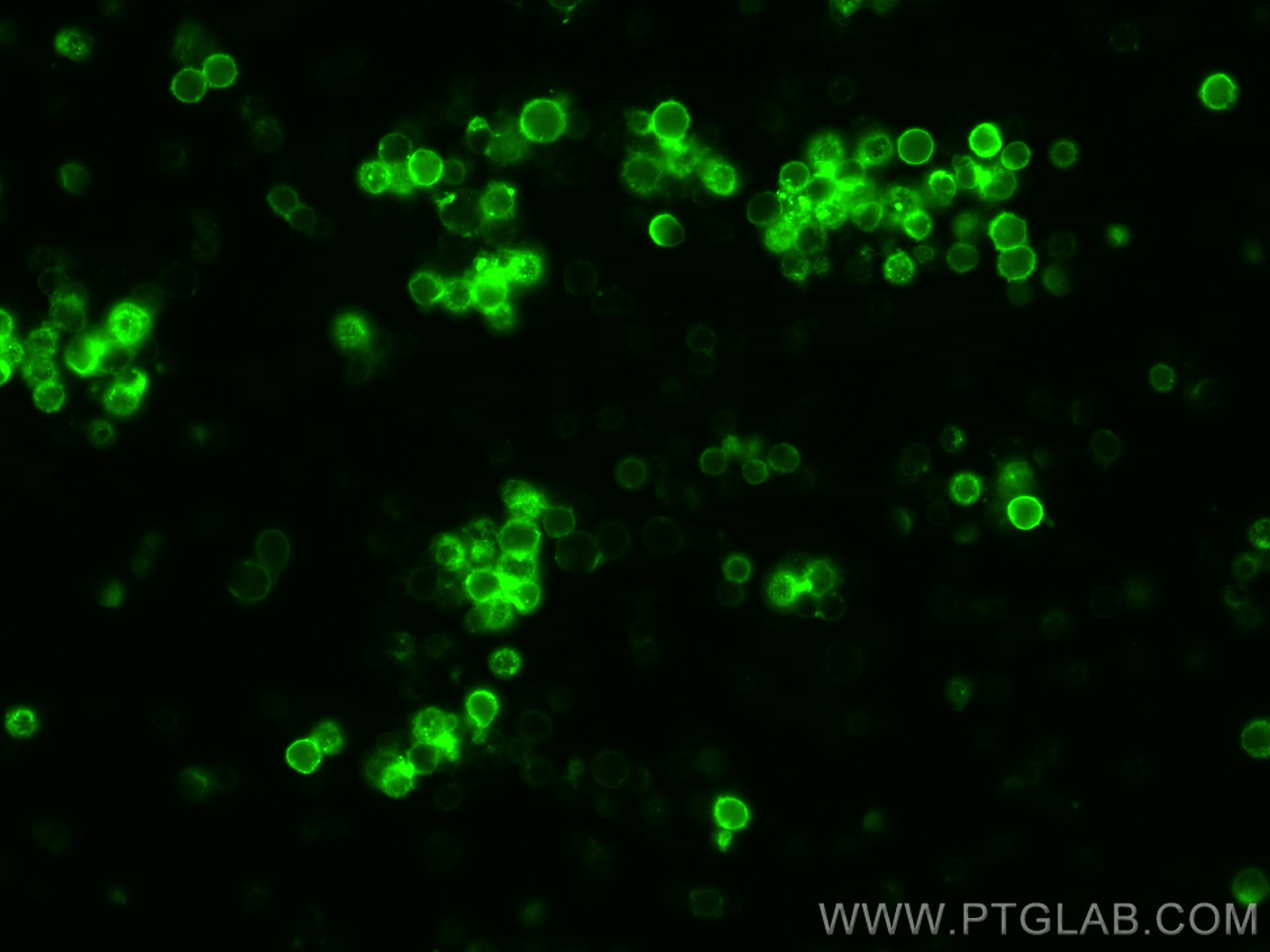 IF Staining of mouse splenocytes using CL488-65117