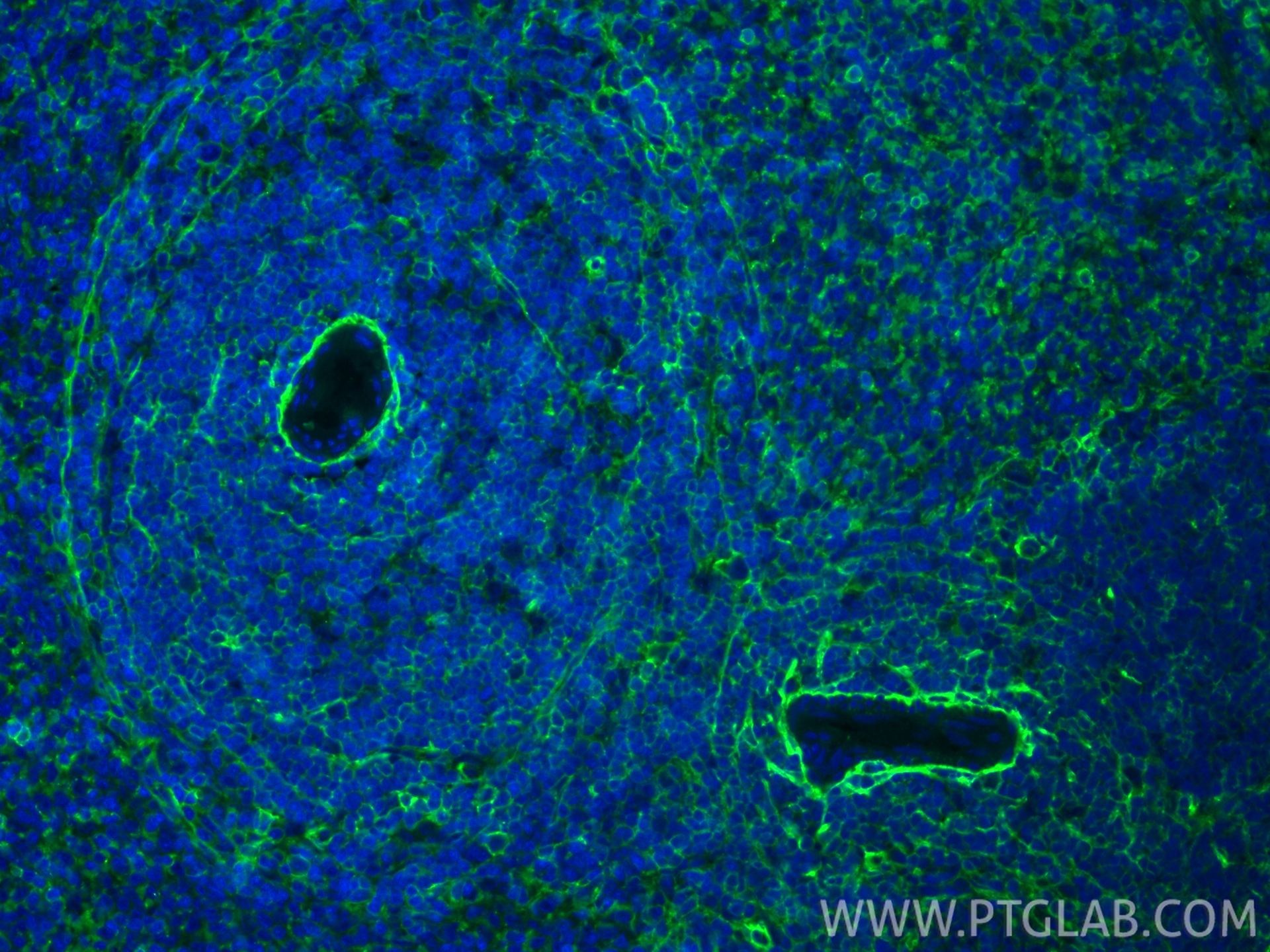 IF Staining of rat spleen using CL488-84369-5