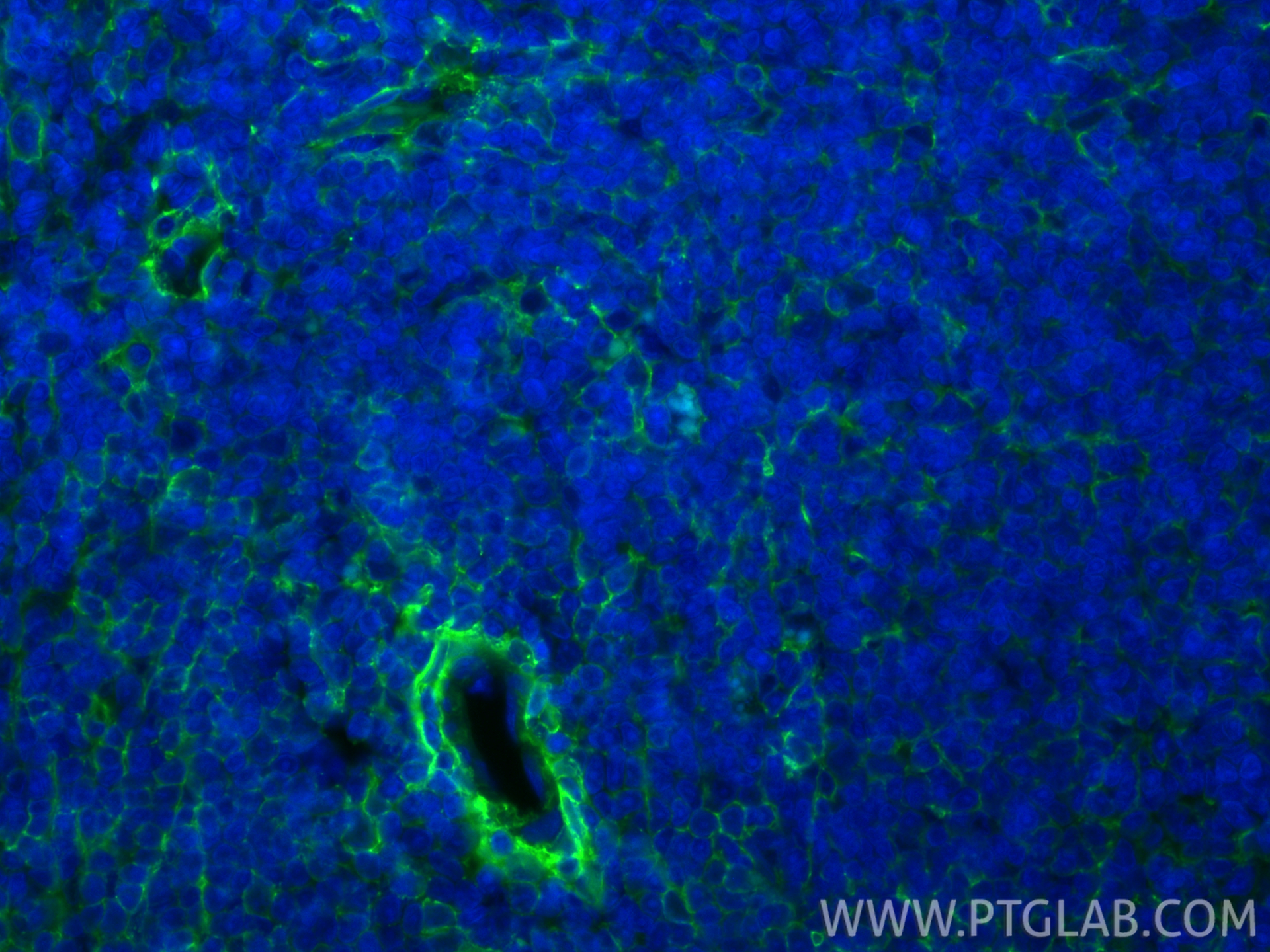 IF Staining of rat spleen using CL488-84369-5