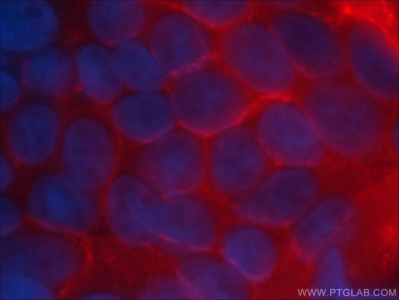 CD44 Antibody CL594 60224 Proteintech