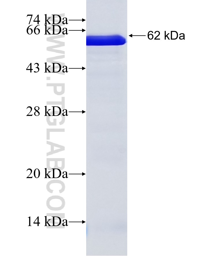 CD44 fusion protein Ag7633 SDS-PAGE