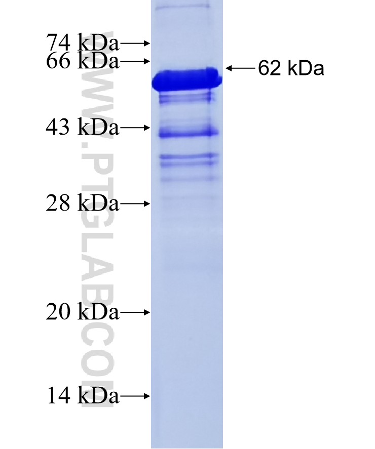 CD44 fusion protein Ag7633 SDS-PAGE