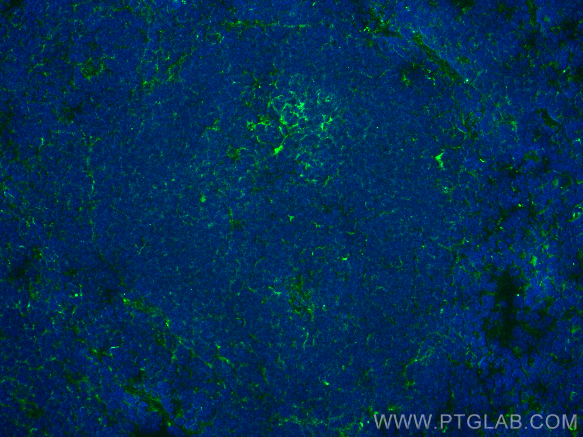 IF Staining of mouse spleen using 84325-2-RR
