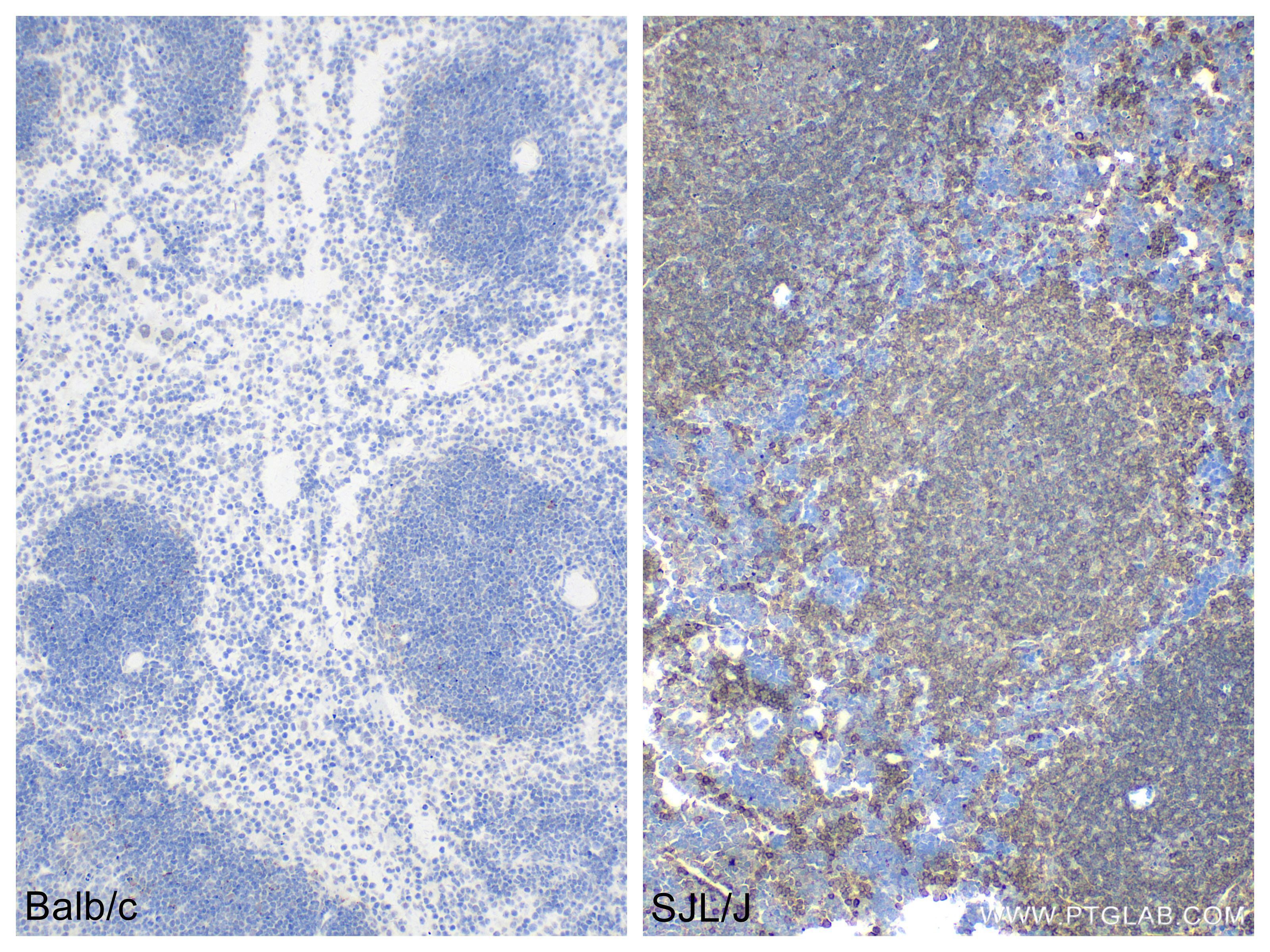 IHC staining of mouse spleen using 84325-2-RR