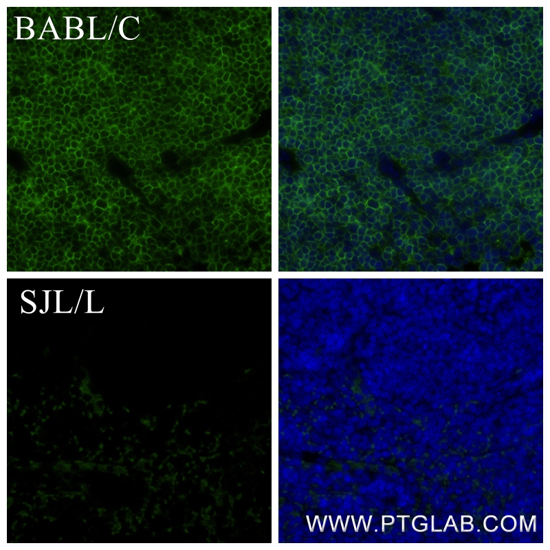 IF Staining of mouse spleen using 84637-1-RR