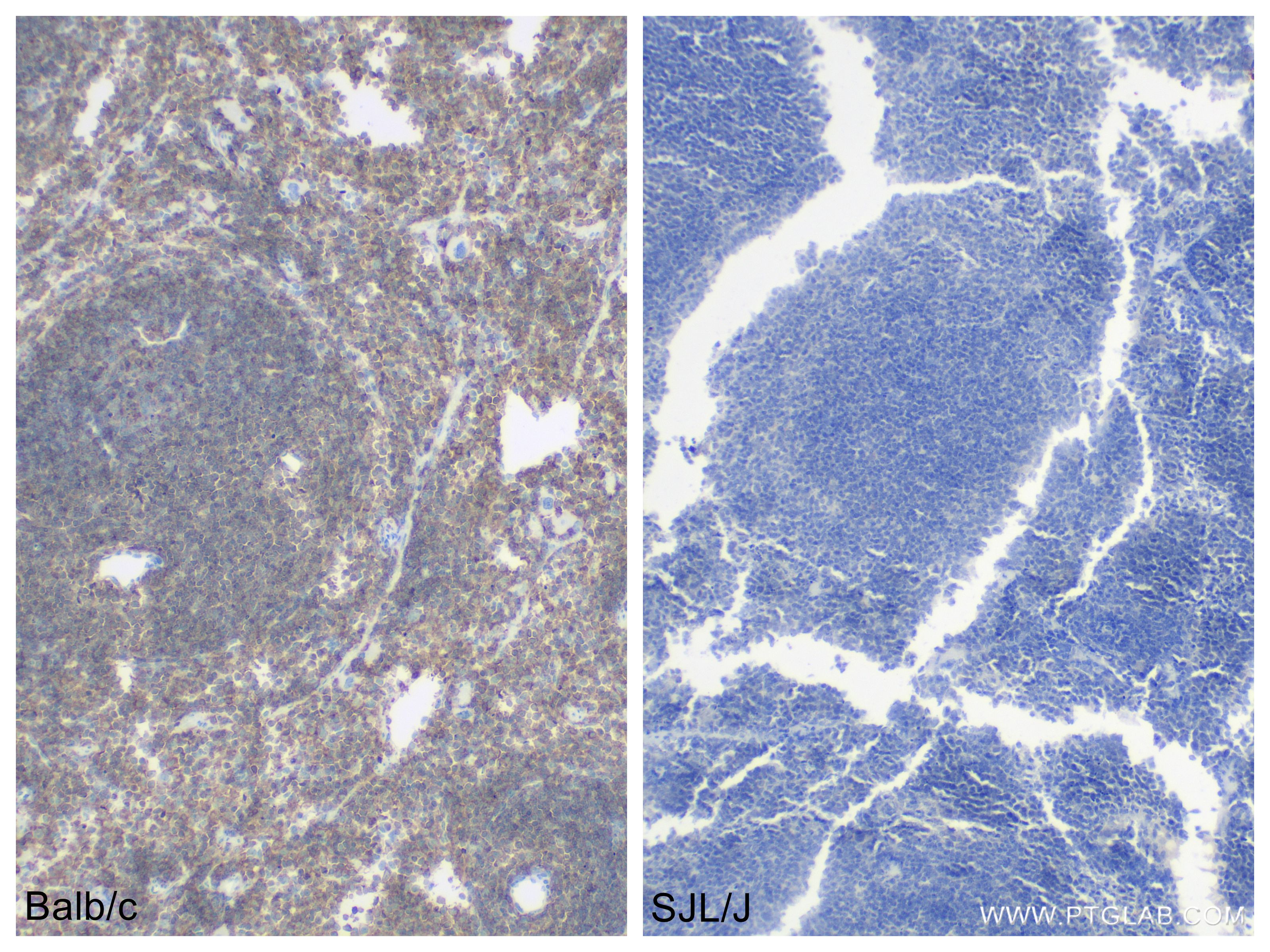 IHC staining of mouse spleen using 84637-1-RR