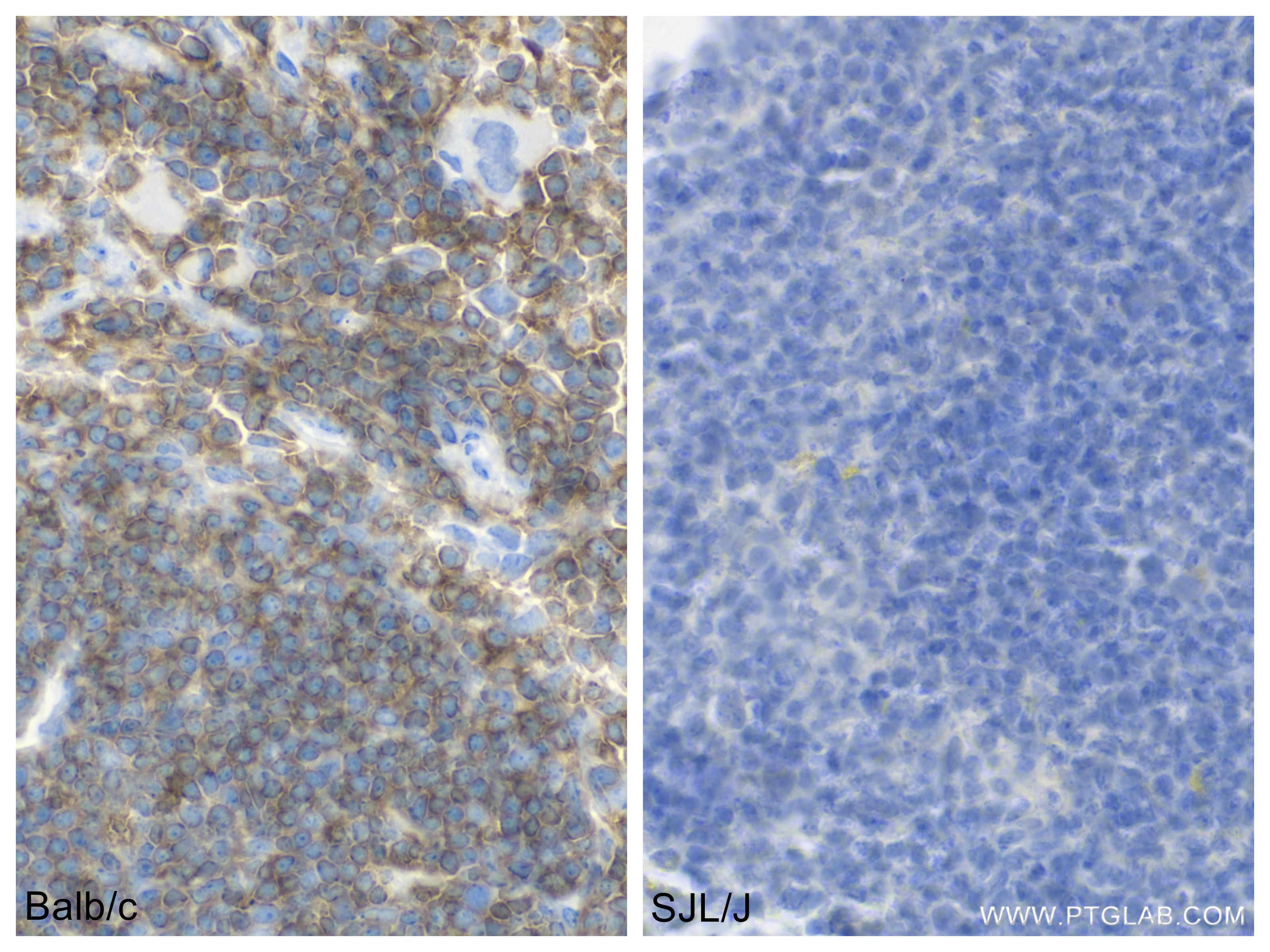 IHC staining of mouse spleen using 84637-1-RR