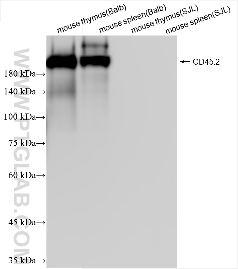 WB analysis using 84637-1-RR