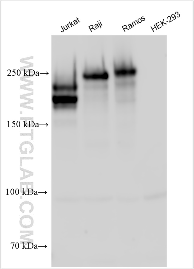 WB analysis using 29914-1-AP