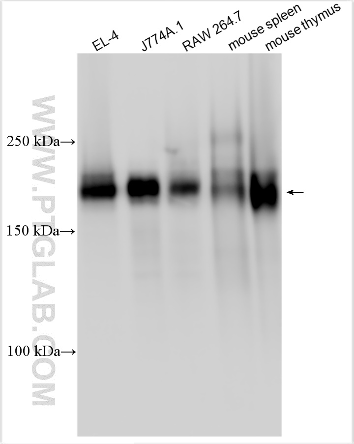 WB analysis using 31243-1-AP
