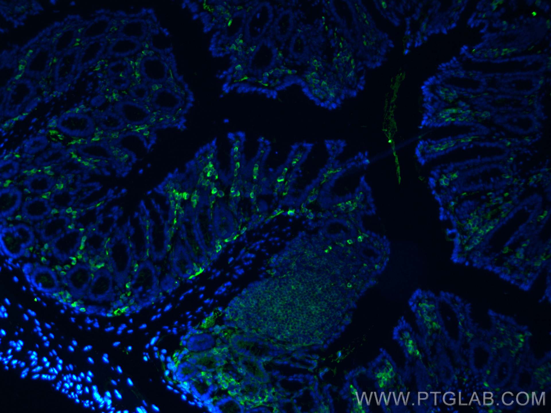 IF Staining of mouse colon using 60287-1-Ig (same clone as 60287-1-PBS)