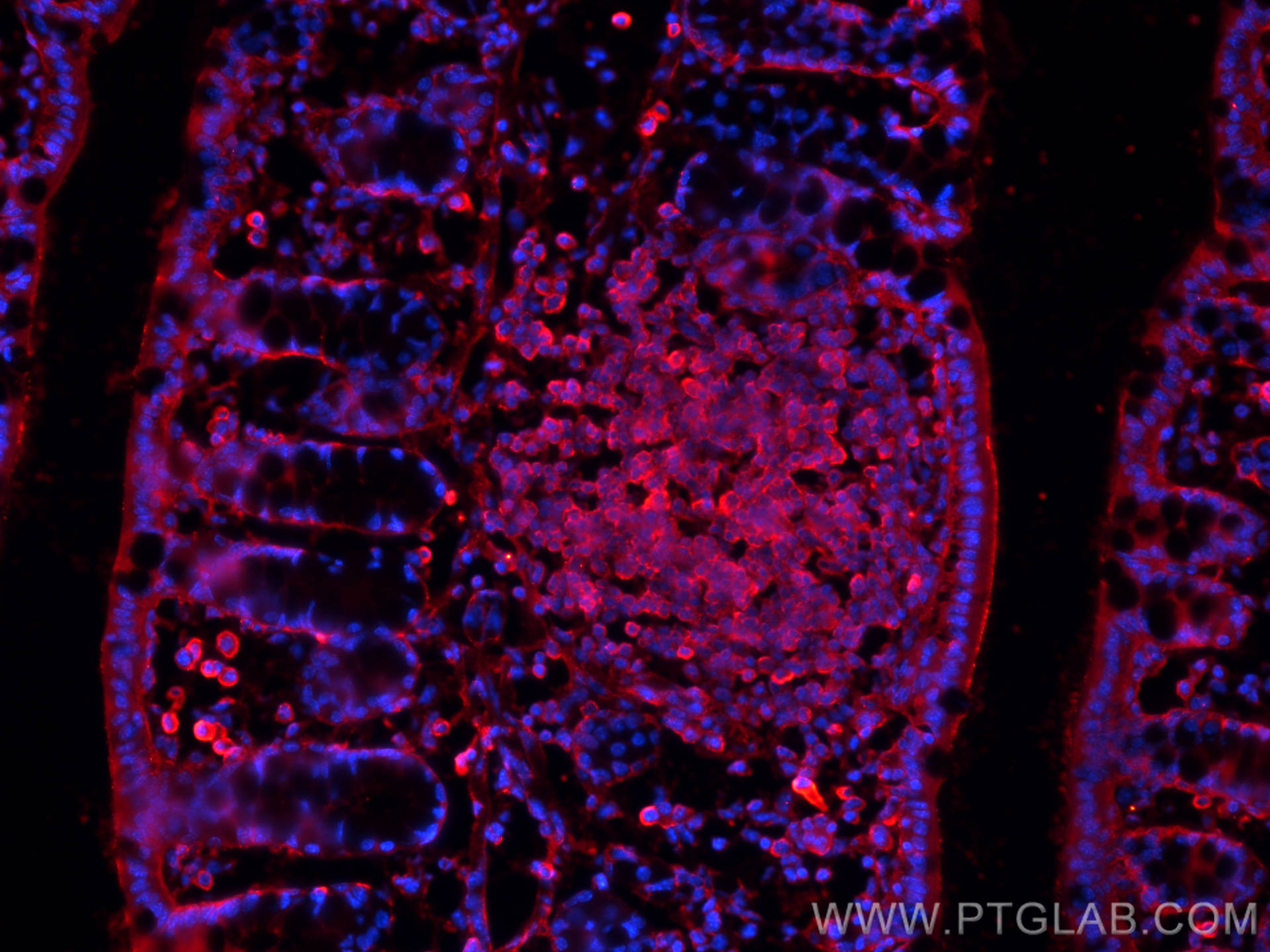 IF Staining of mouse colon using 60287-1-Ig