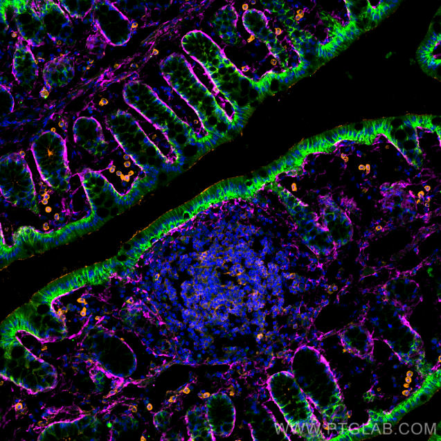 IF Staining of mouse colon using 80297-1-RR (same clone as 80297-1-PBS)