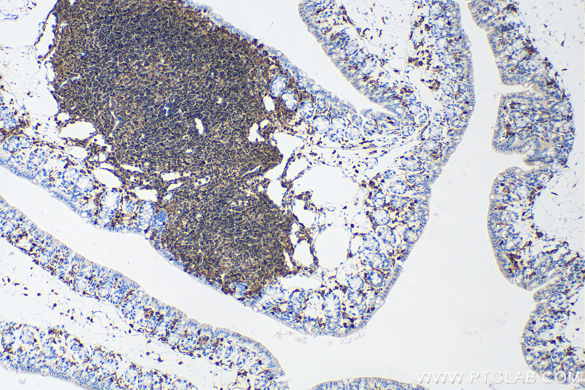 IHC staining of mouse colon using 80297-1-RR