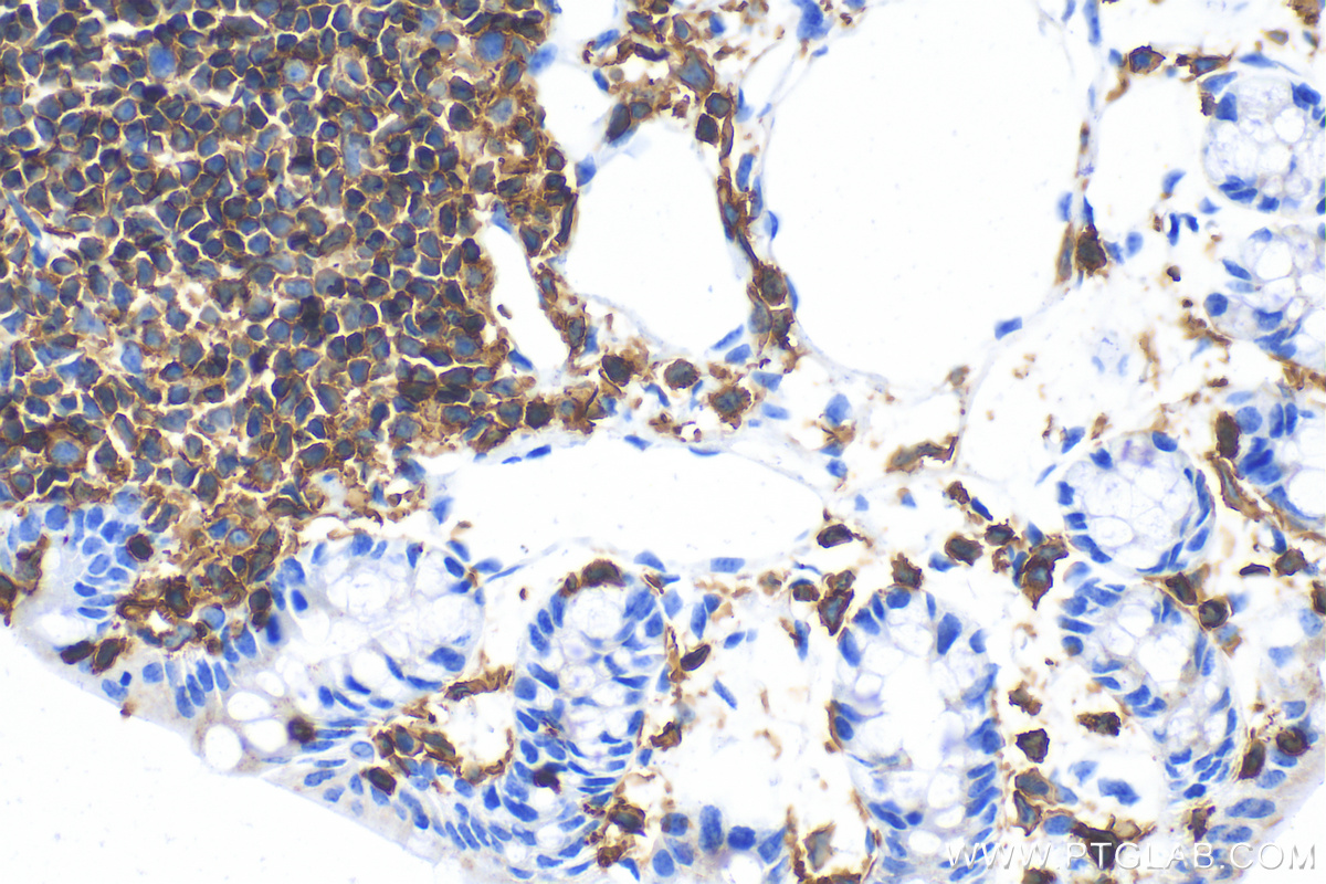 IHC staining of mouse colon using 80297-1-RR (same clone as 80297-1-PBS)