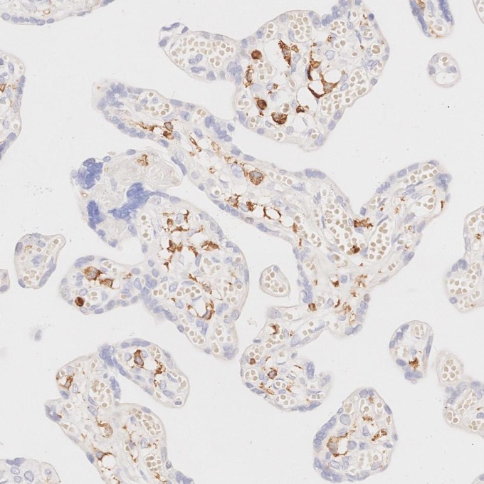 IHC staining of human placenta using 80297-1-RR IHC staining of human placenta using 80297-1-RR