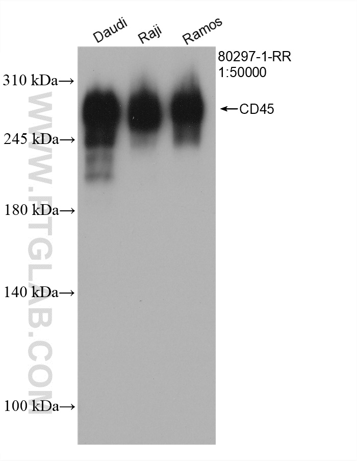 WB analysis using 80297-1-RR (same clone as 80297-1-PBS)