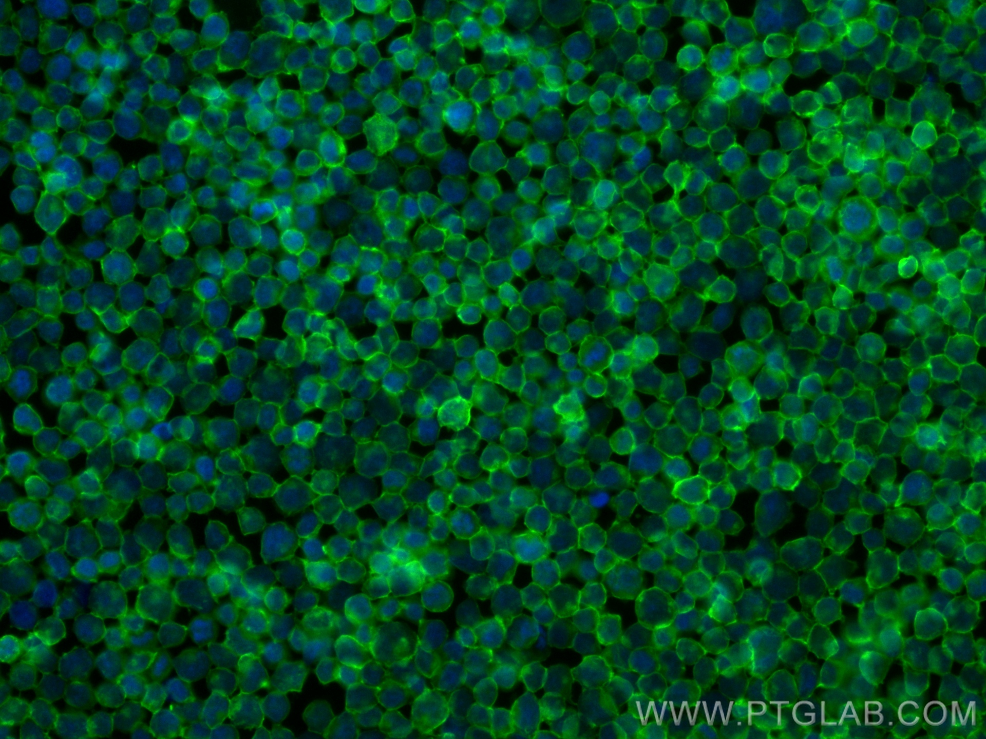 IF Staining of Jurkat using CL488-FcA98117