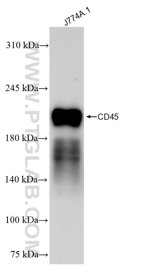 WB analysis of J774A.1 using 83396-11-RR