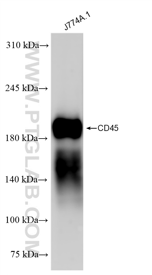 WB analysis of J774A.1 using 83396-12-RR