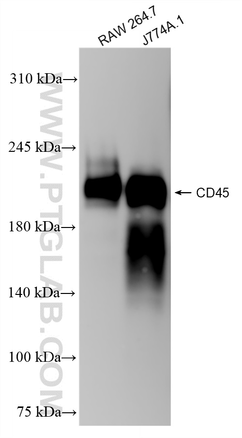 WB analysis using 83396-13-RR