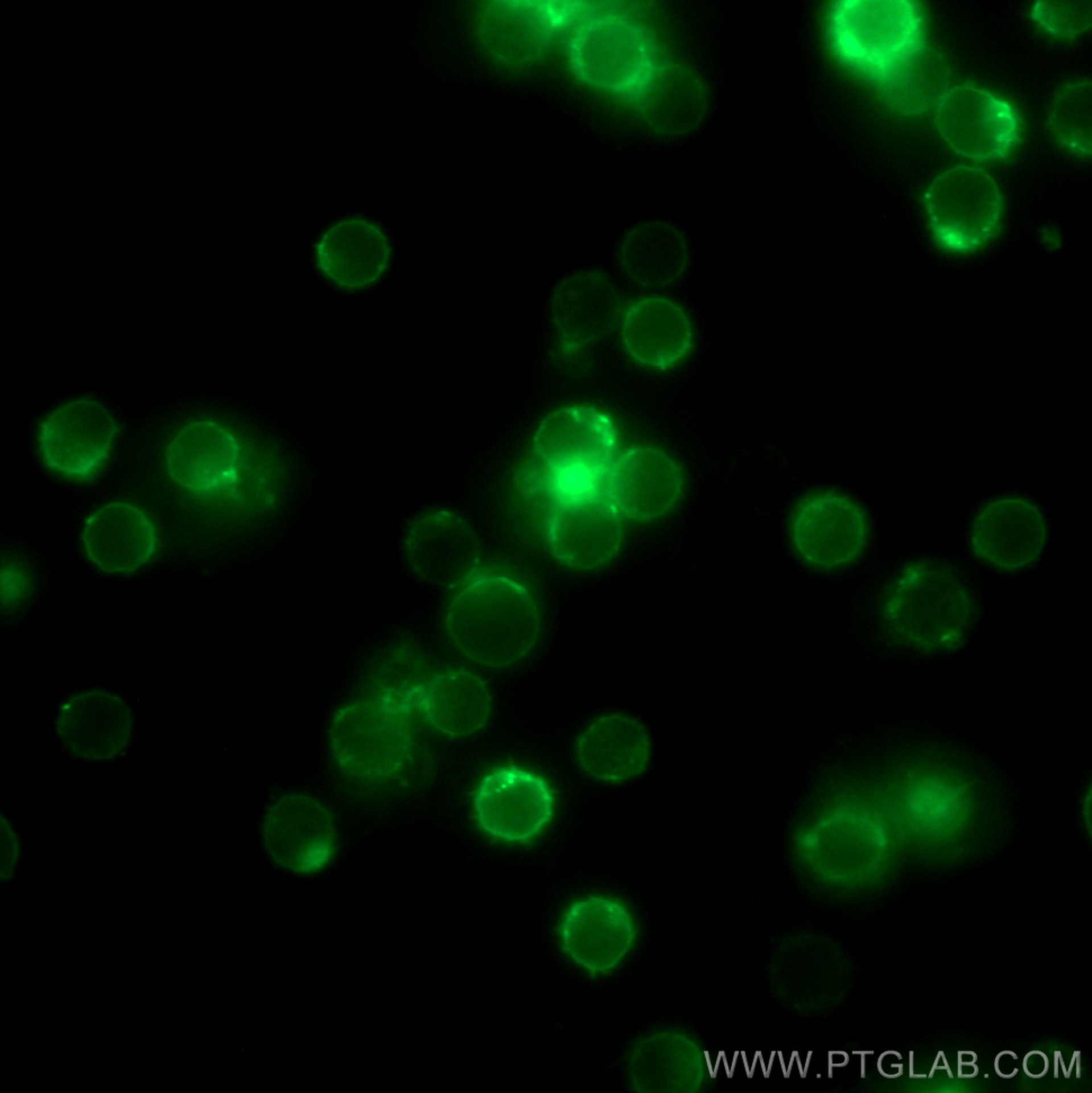 IF Staining of mouse splenocytes using 65139-1-Ig