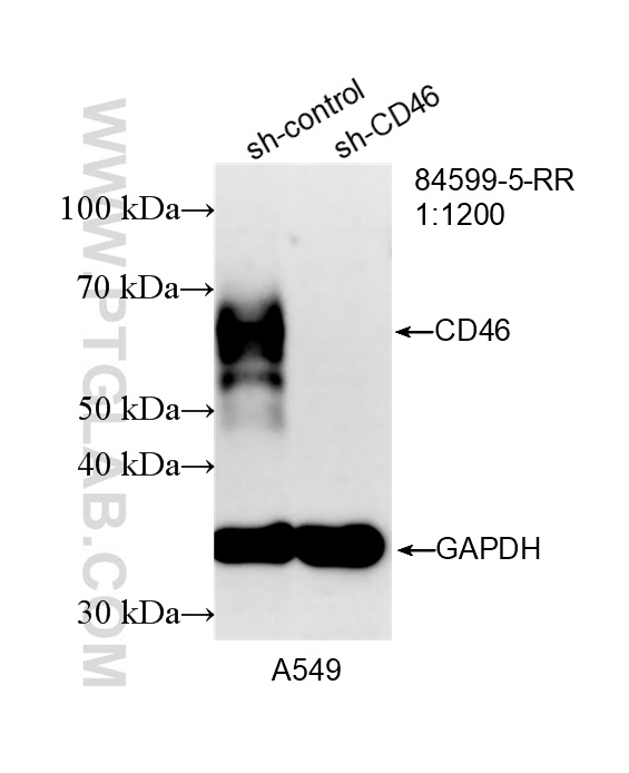 WB analysis of A549 using 84599-5-RR