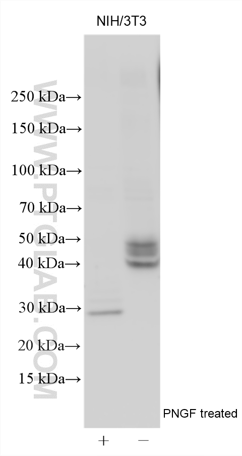 WB analysis using 31886-1-AP