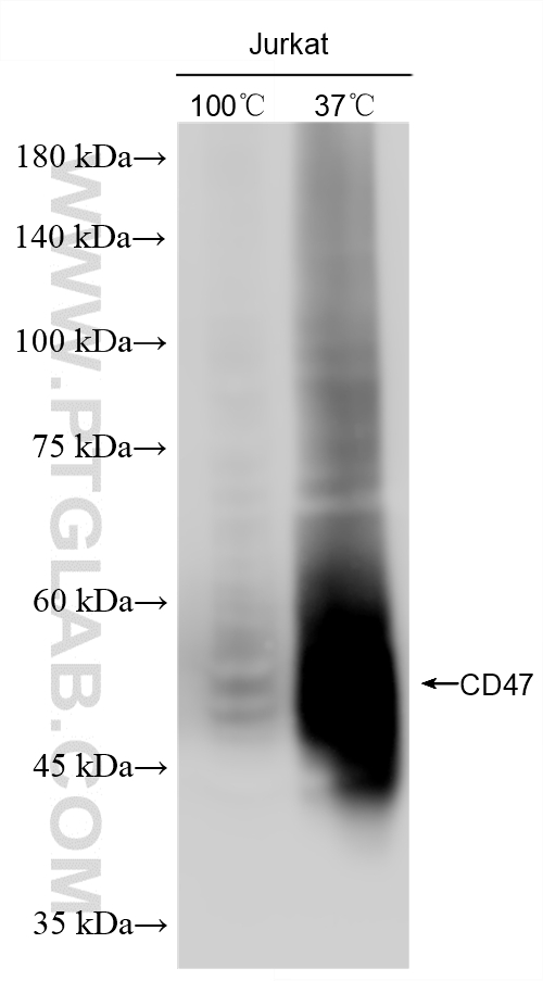 WB analysis using 80928-2-RR