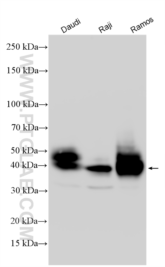 Various lysates were subjected to SDS PAGE followed by western blot with 27519-1-AP (CD48 antibody) at dilution of 1:4000 incubated at room temperature for 1.5 hours. WB analysis using 27519-1-AP