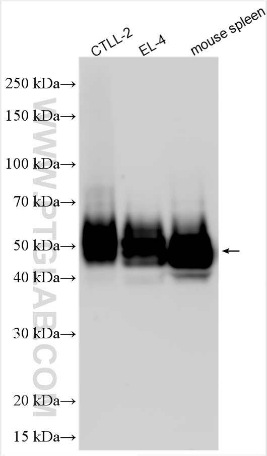 WB analysis using 31774-1-AP